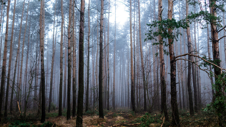 Woods filled with mist