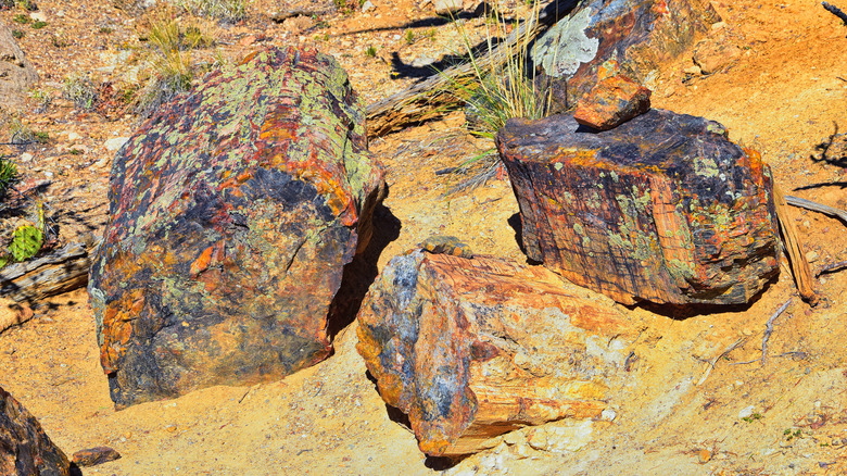 Petrified wood at Escalante Petrified Forest