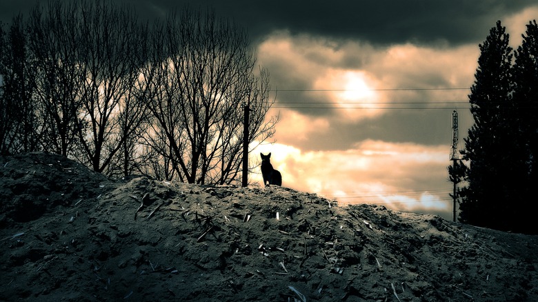 Black silhouette of dog