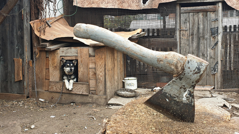 Rustic shed and dog house with the dog looking out at a hatchet