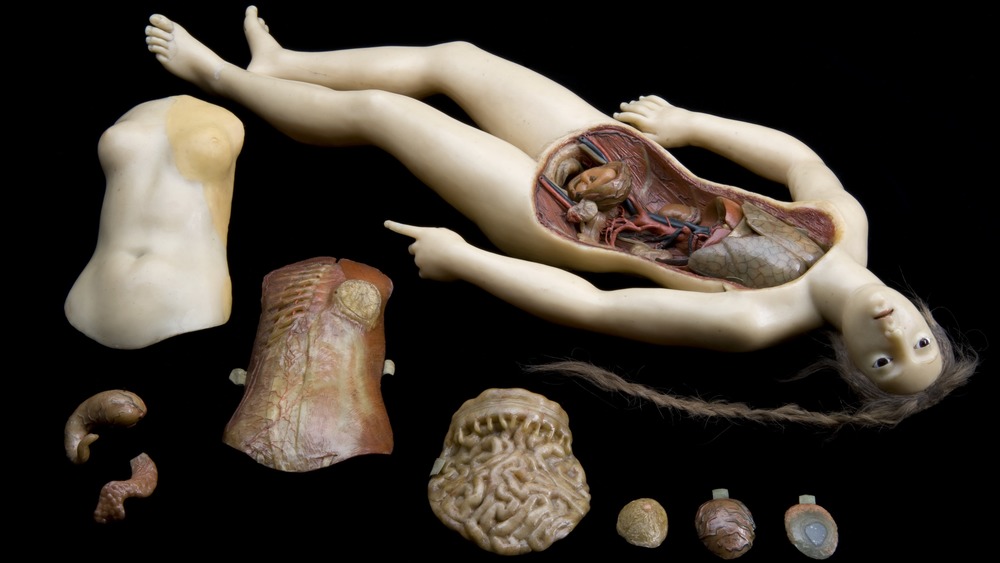 Anatomical Venus by Clemente Susini