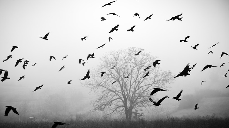 Murder of crows flying foggy weather