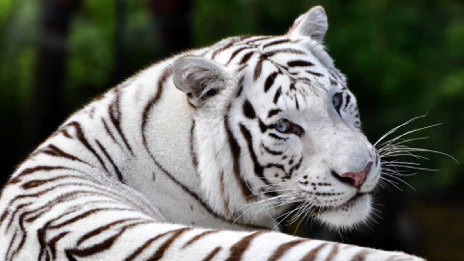 white tiger with blue eyes