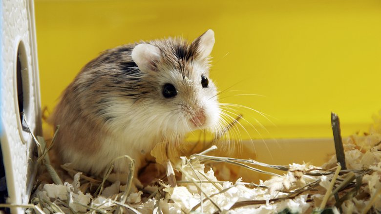 roborovski hamster