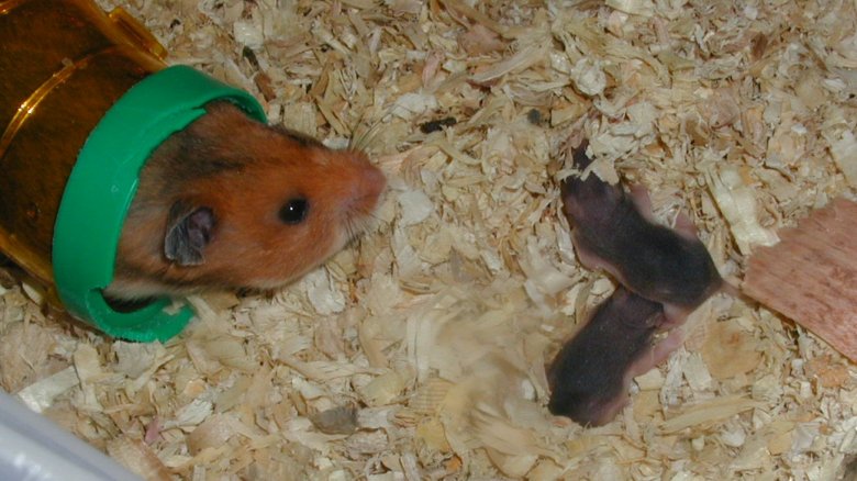 hamster with babies