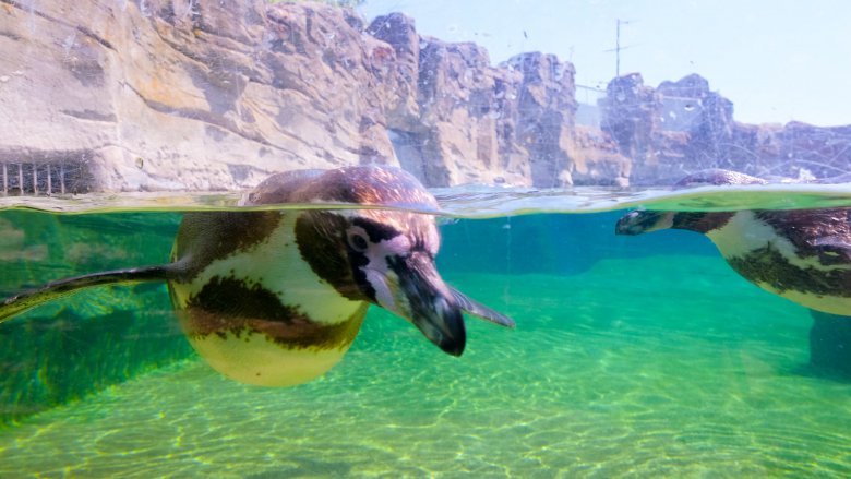 Penguin behind glass