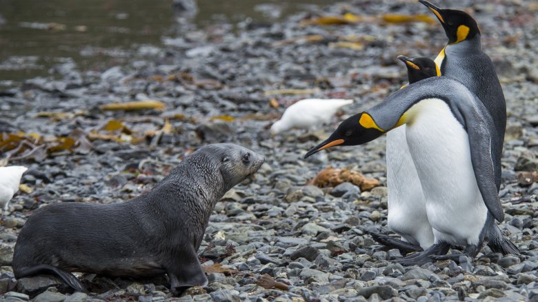 penguin