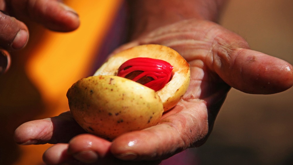 nutmeg fruit