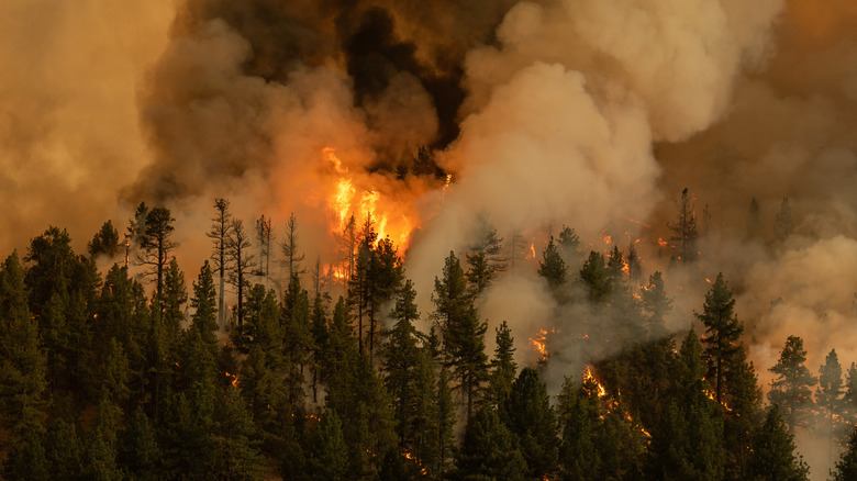 trees on fire with smoke