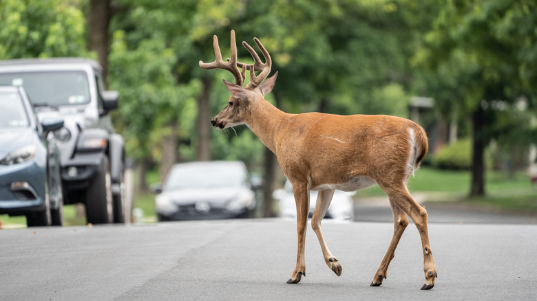 Deer walking down suburban street