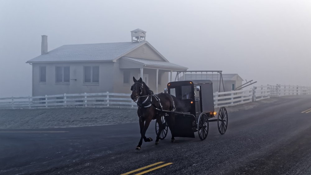 amish buggy