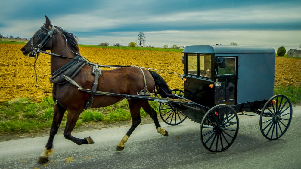 amish horse buggy