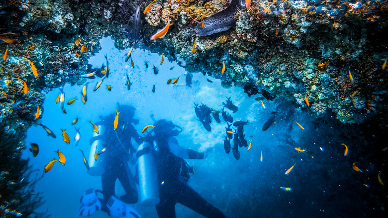 Two divers surrounded by fish