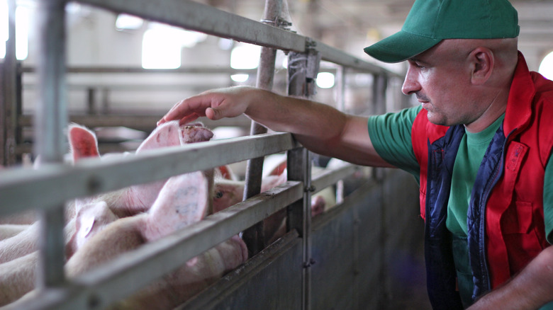 worker pets pig in factory farm