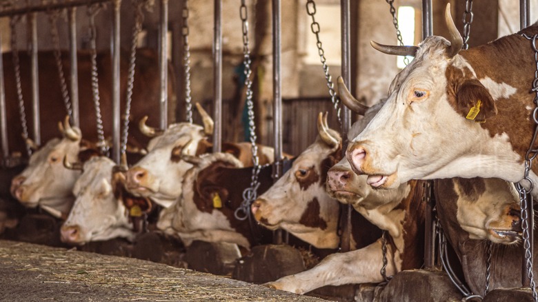 rows of chained cows