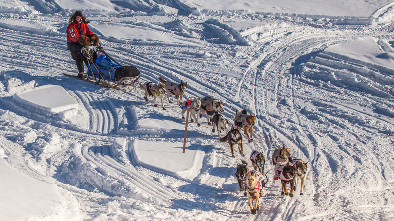 Musher and dogs pulling sled