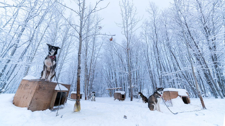 Sitting Kennel Iditarod Alaskan Husky Dog Mushing Team