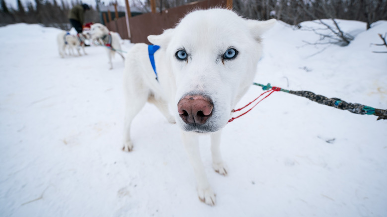 Close Up Iditarod Alaskan Husky Dog Mushing Team