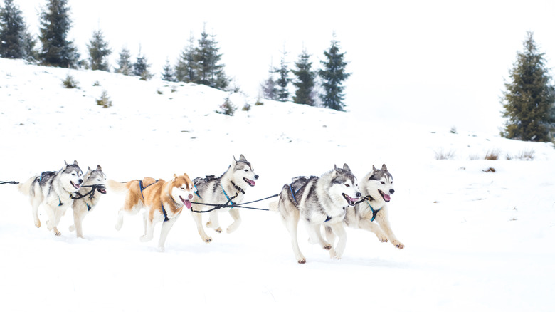 Iditarod Trail Sled Dog Race