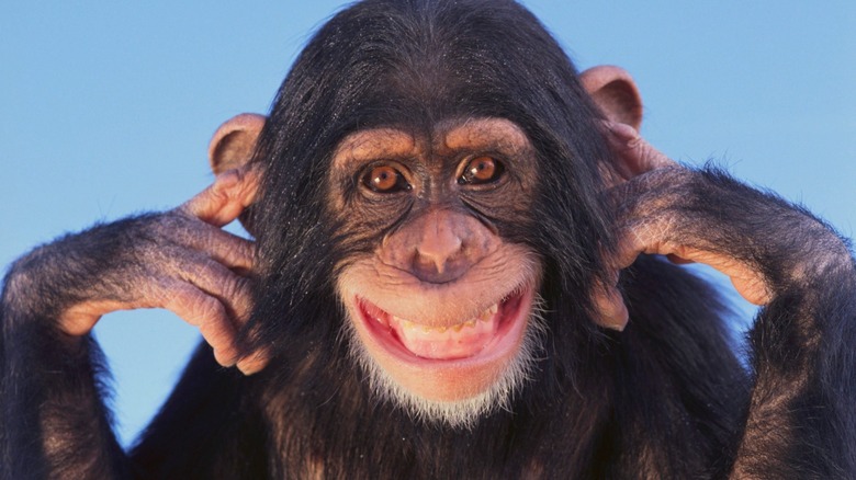 Chimpanzee pulls a big smile