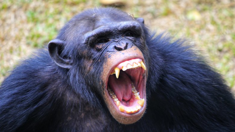 A chimpanzee screaming