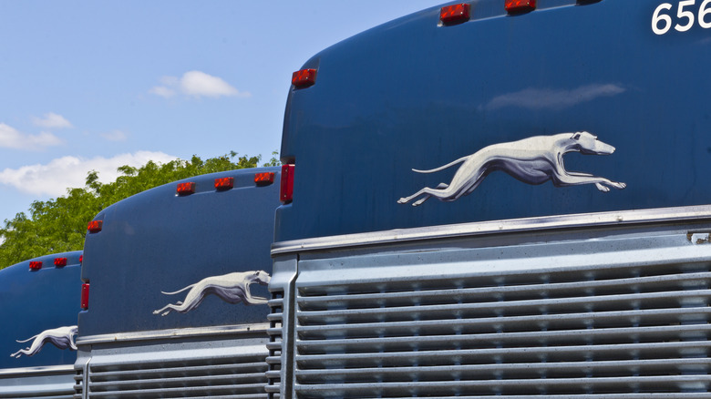 Greyhound buses lined up