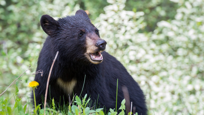 black bear exposed teeth
