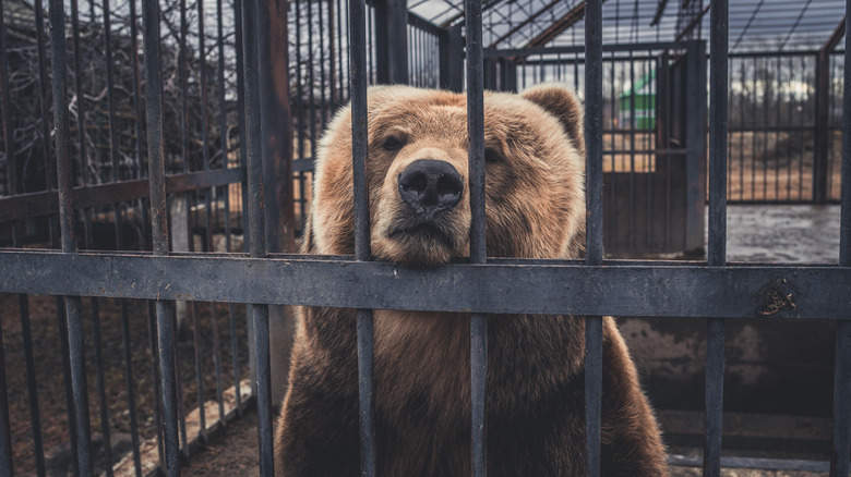 brown bear in zoo cage