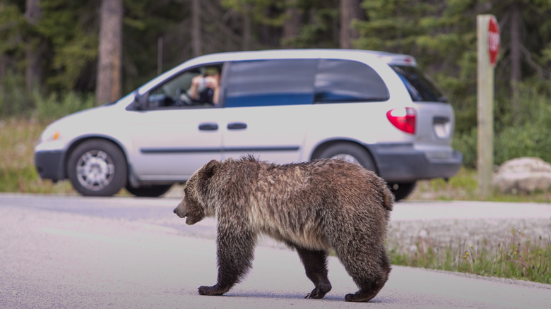 grizzly bear car photography