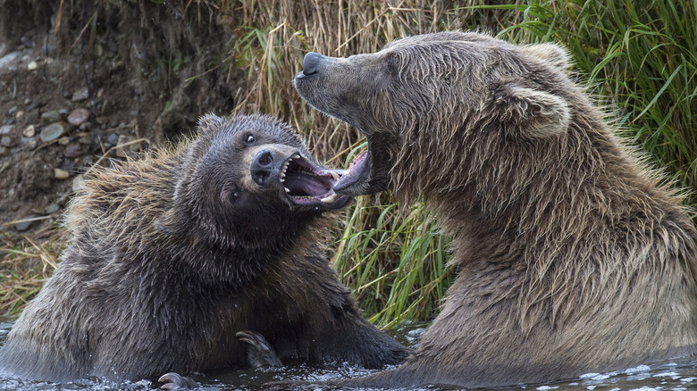 brown bears katmai in water