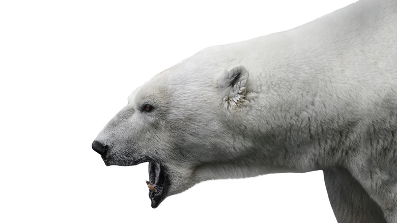 aggressive polar bear