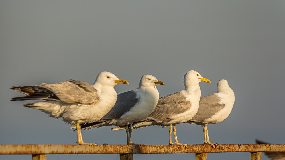 Gulls on pier.