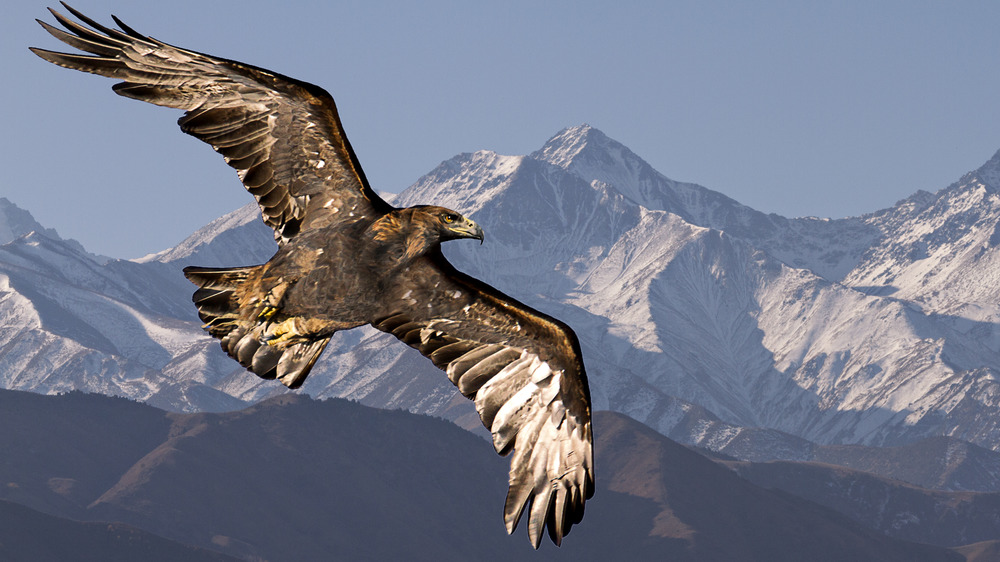 A golden eagle flying.