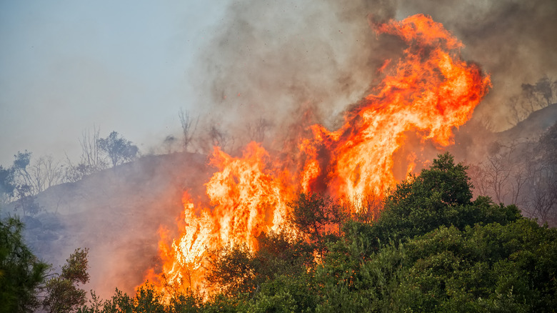 A forest fire in Kassandra, Chalkidiki, Greece