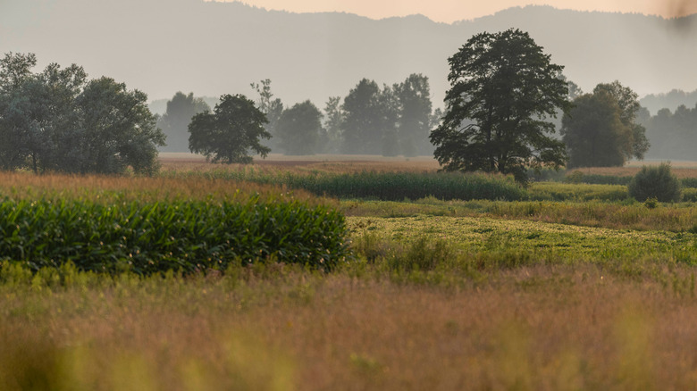 trees and plants in Ljubljana Marshes