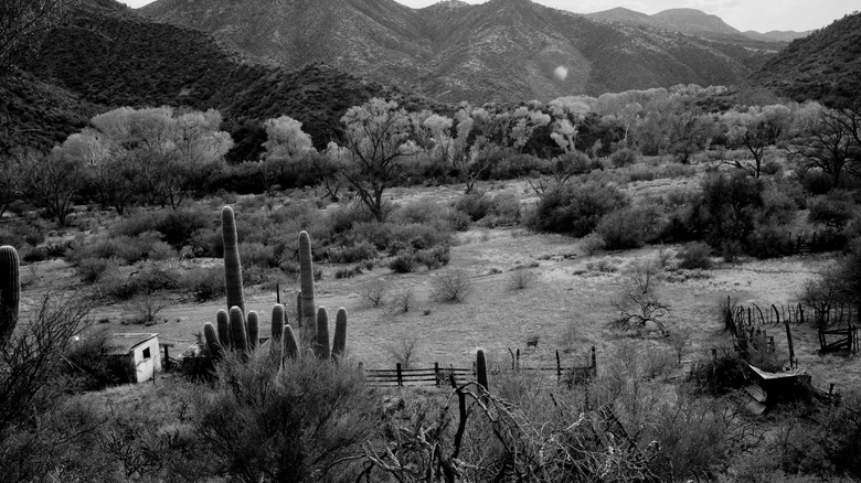 Sonoran desert massacre site daytime
