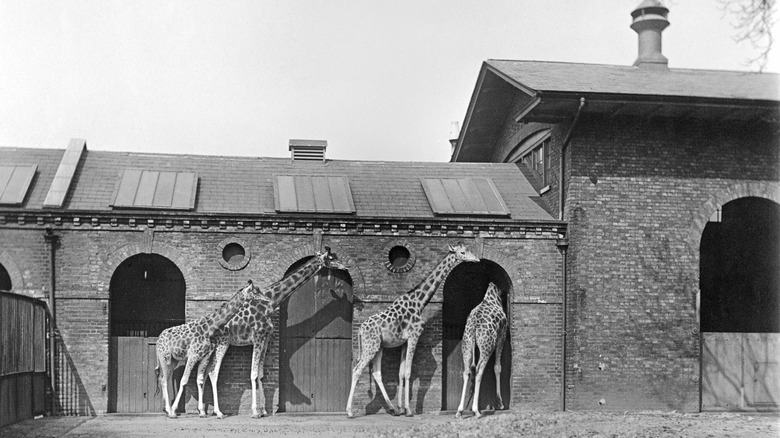 giraffe house london zoo