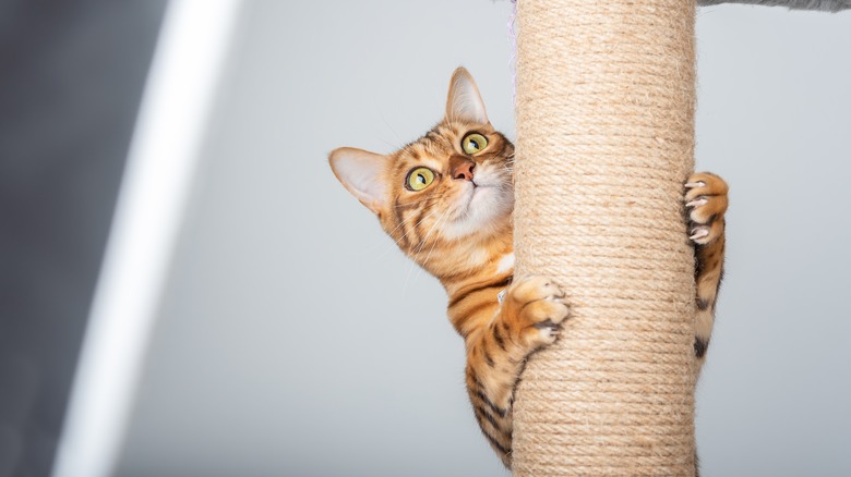 Cat climbing pole