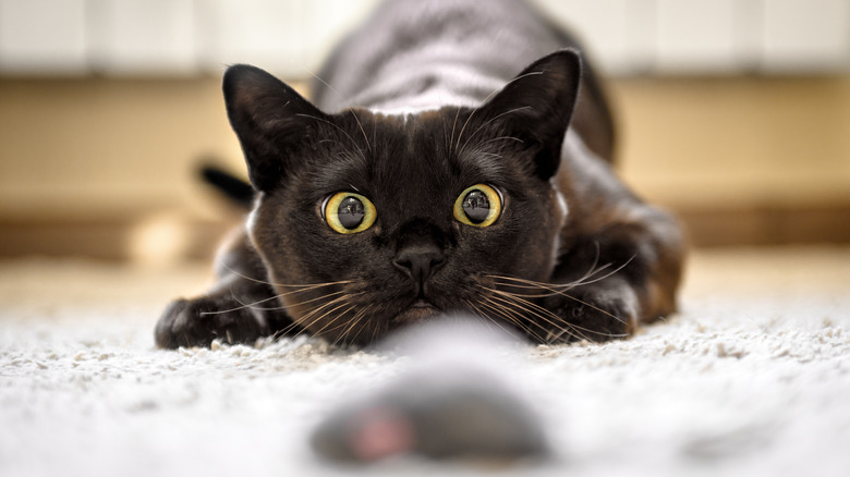 Cat ready to attack toy