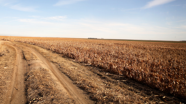 Oklahoma field