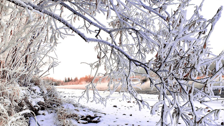 snowy scene snowy tree branches