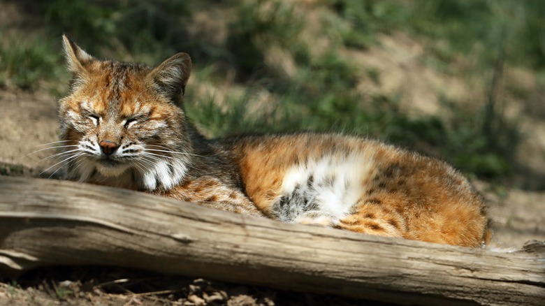 Bobcat (lynx rufus)