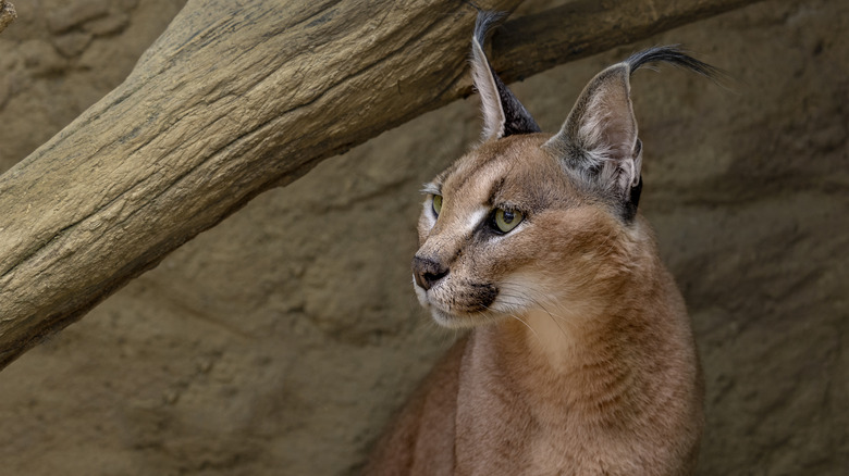 Caracal portrait