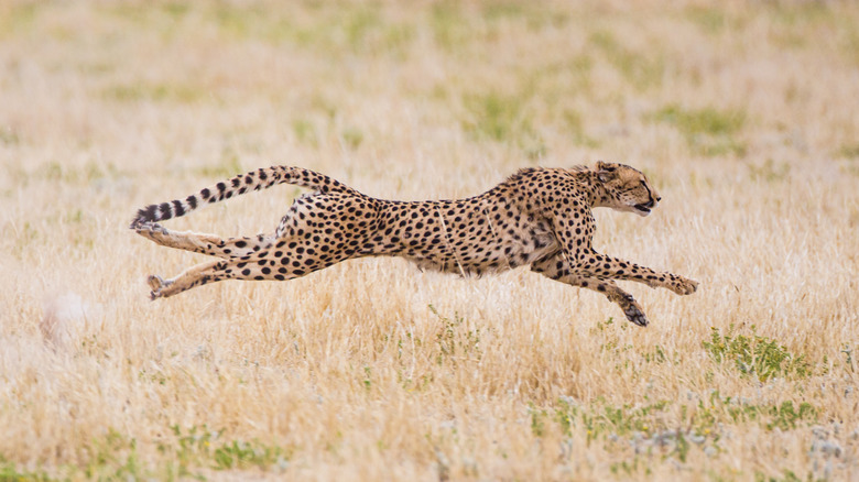 Cheetah running