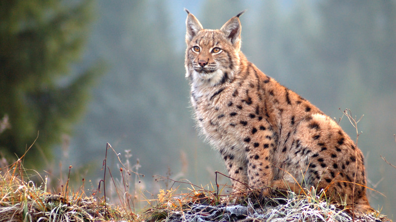 Eurasian lynx