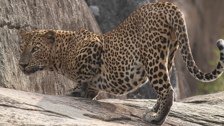 Leopard on rock