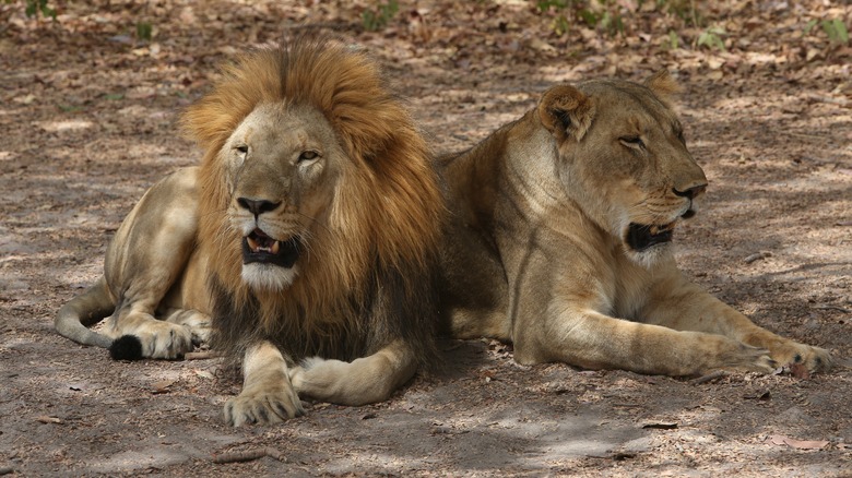 Lion couple