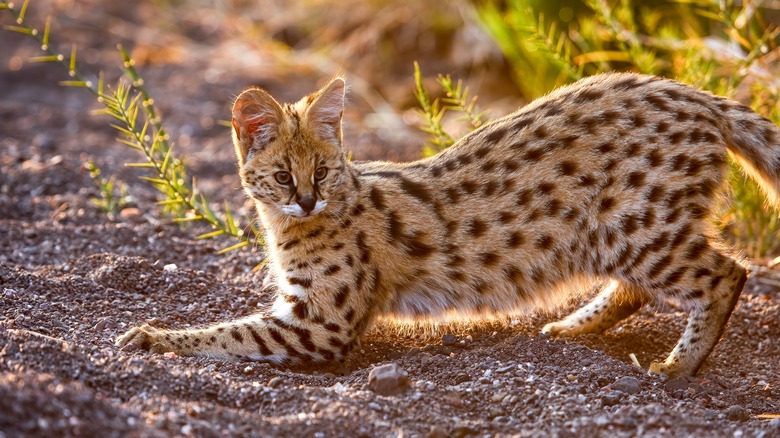 Serval cat