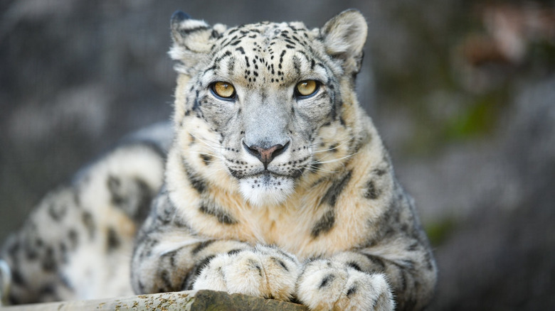 Snow leopard portrait