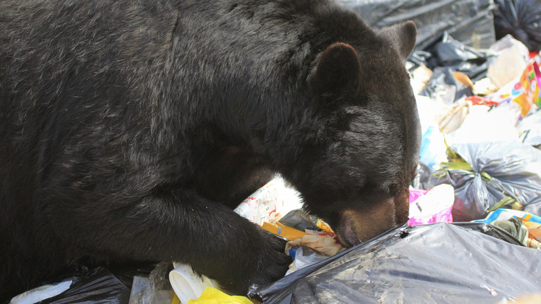 Black bear eating trash